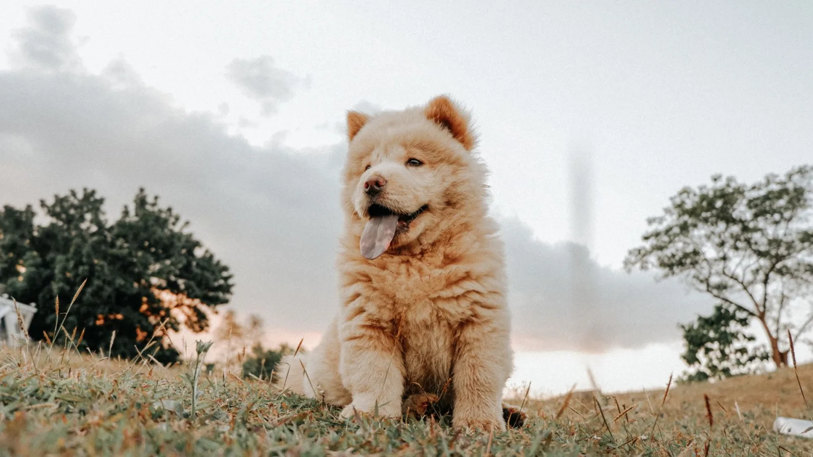 Chow Chow 7