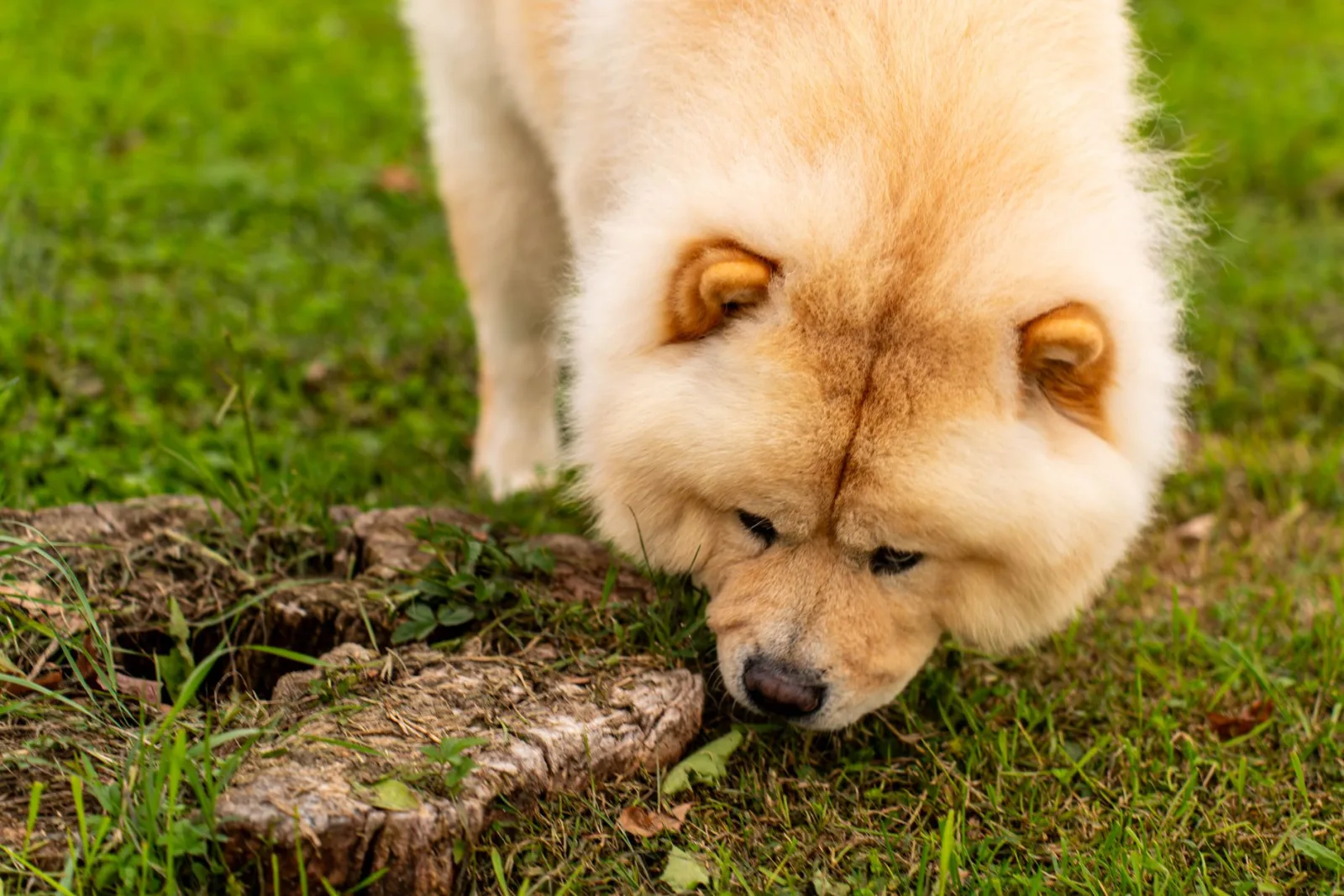 Chow Chow 9
