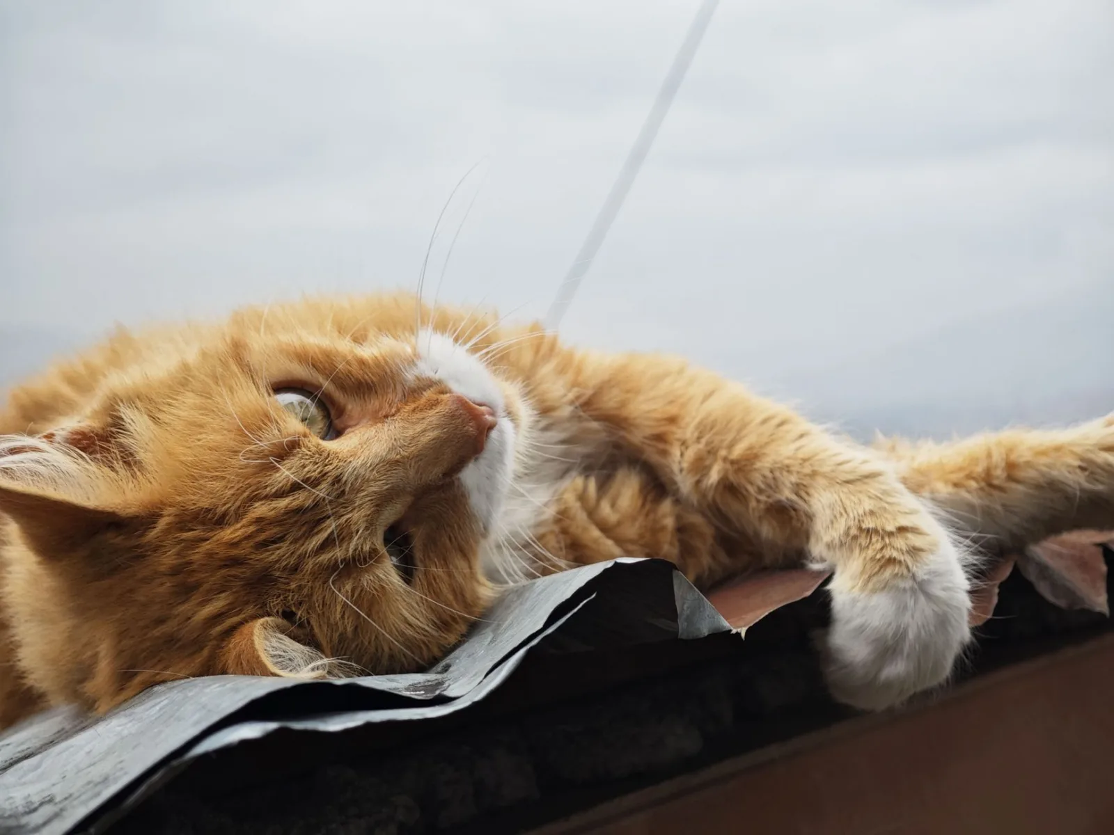 Caring for a Senior Cat: Changes After Age 11