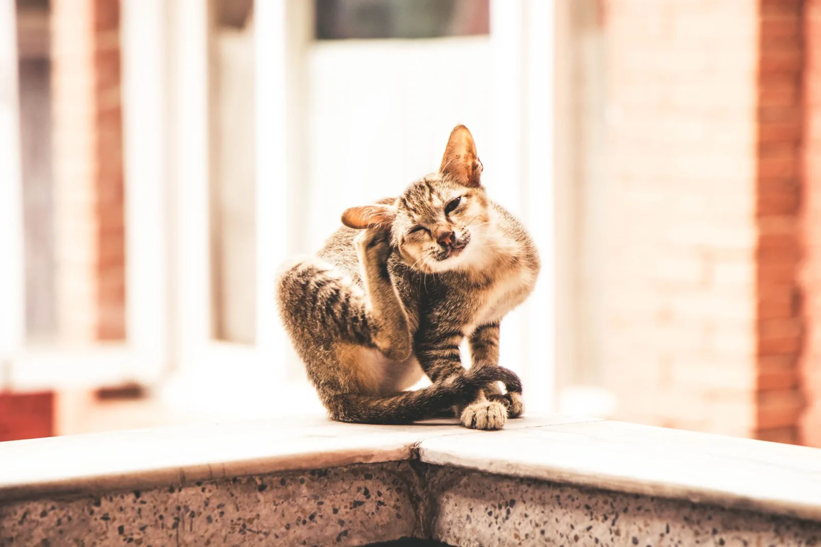 Seasonal Allergies in Dogs: Spotting the Itch Early