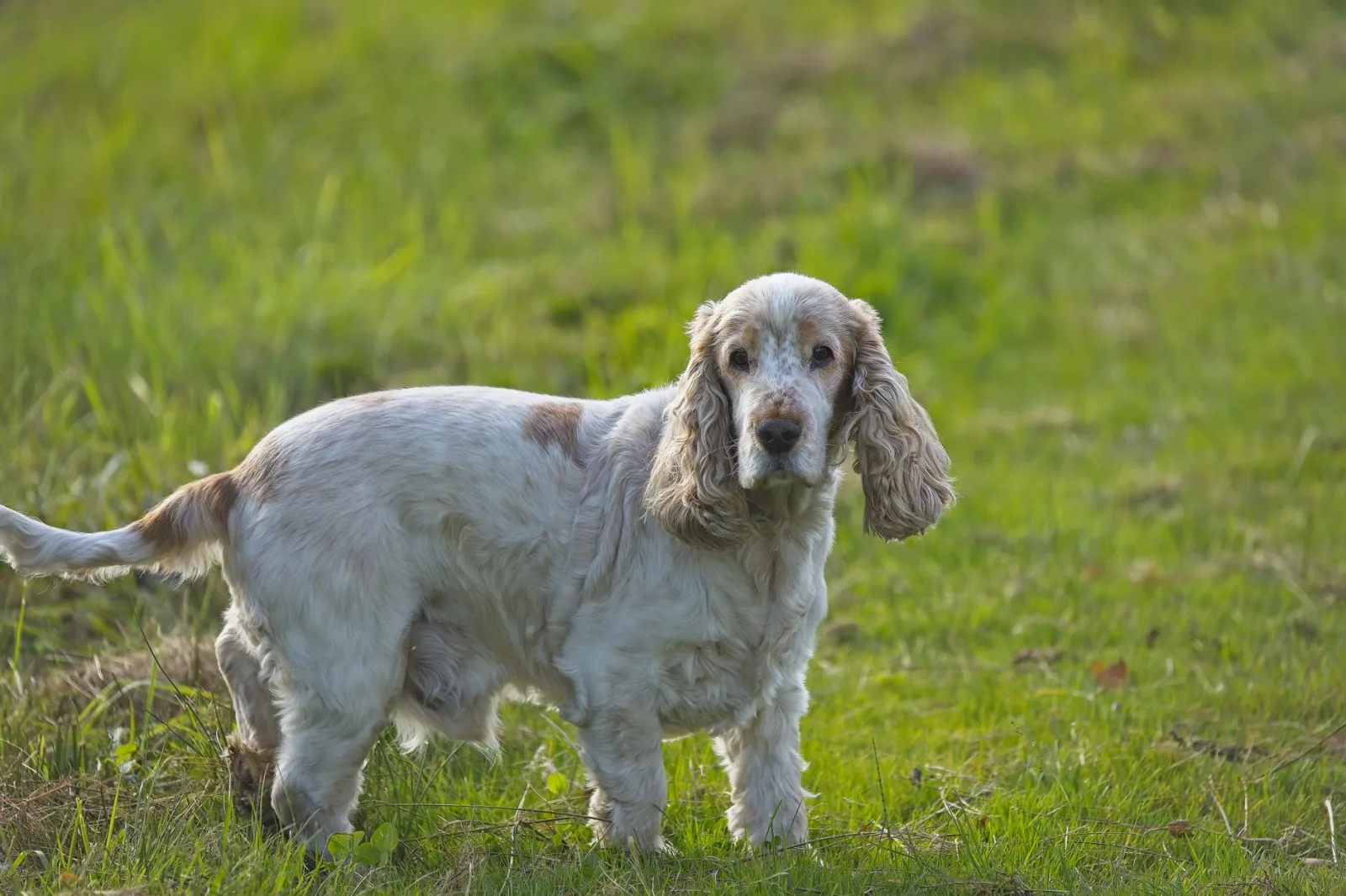 Cocker Spaniel 3