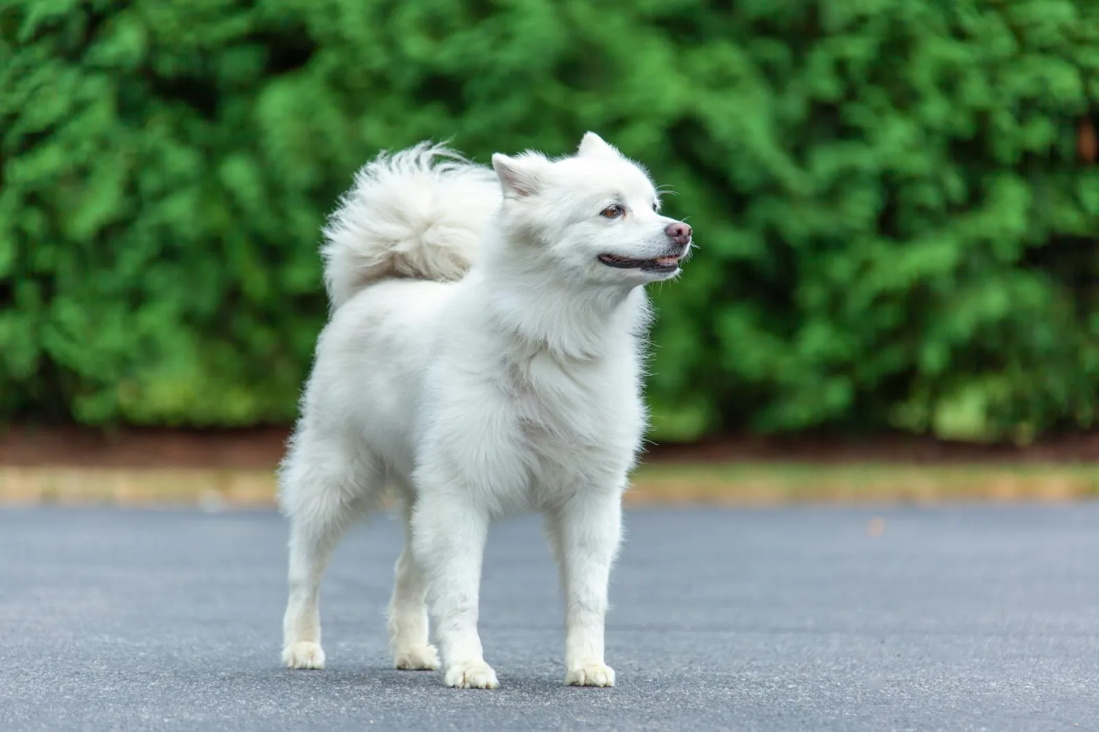 How to Read Your Dog's Body Condition Score