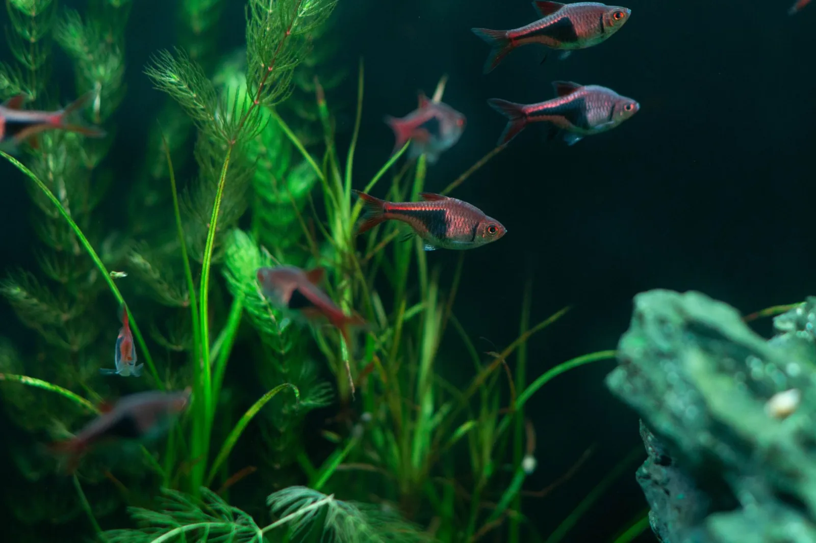 Setting Up Your First Freshwater Aquarium