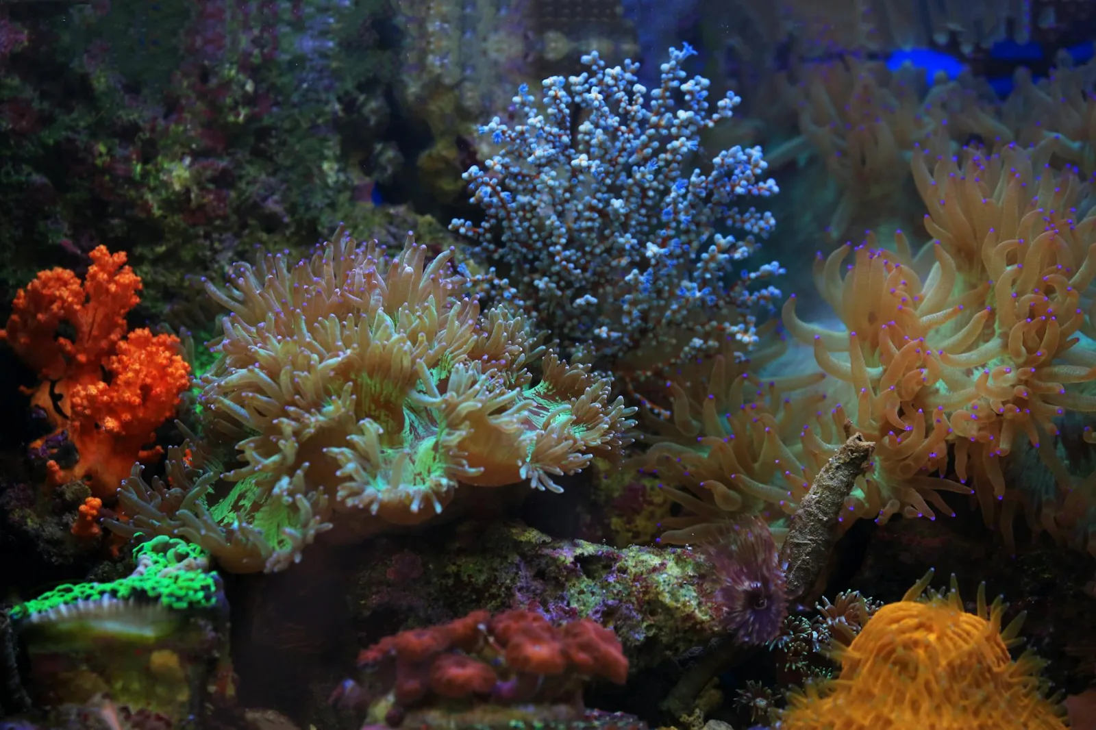 Is a Saltwater Tank Right for You?