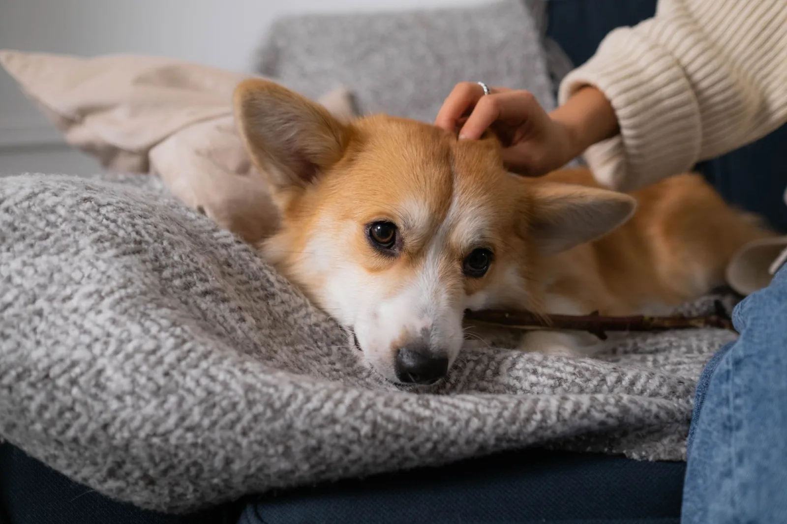 Pembroke Welsh Corgi 10
