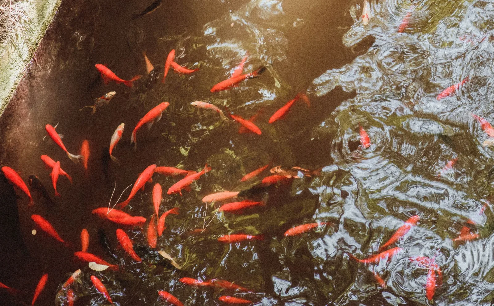 Starting a Backyard Fish Pond