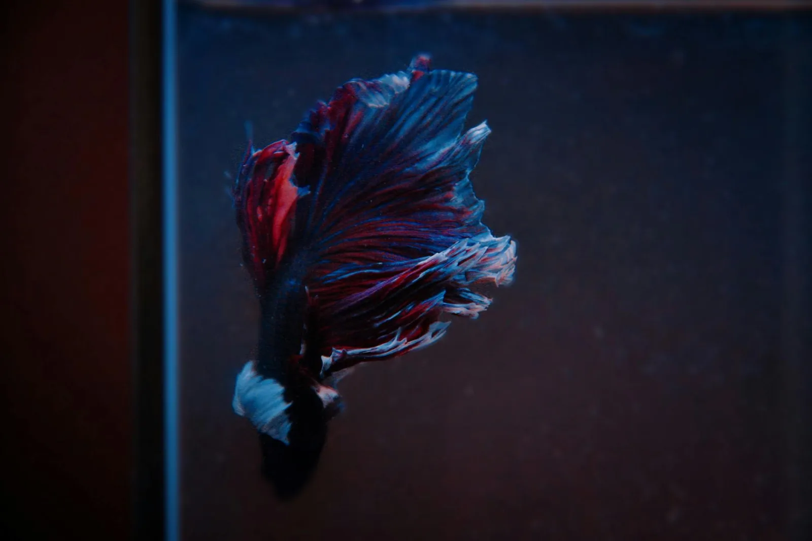 Common Betta Health Problems and How to Avoid Them