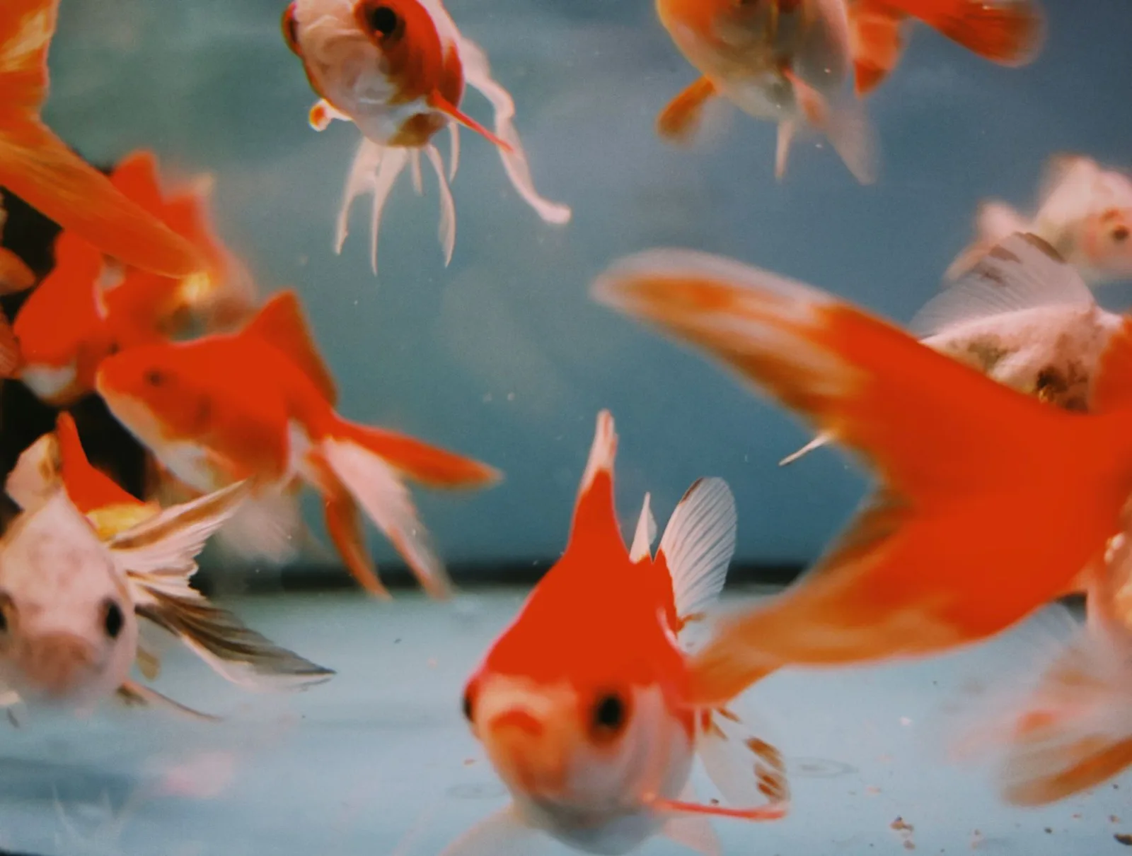 Goldfish Myths That Are Hurting Your Fish