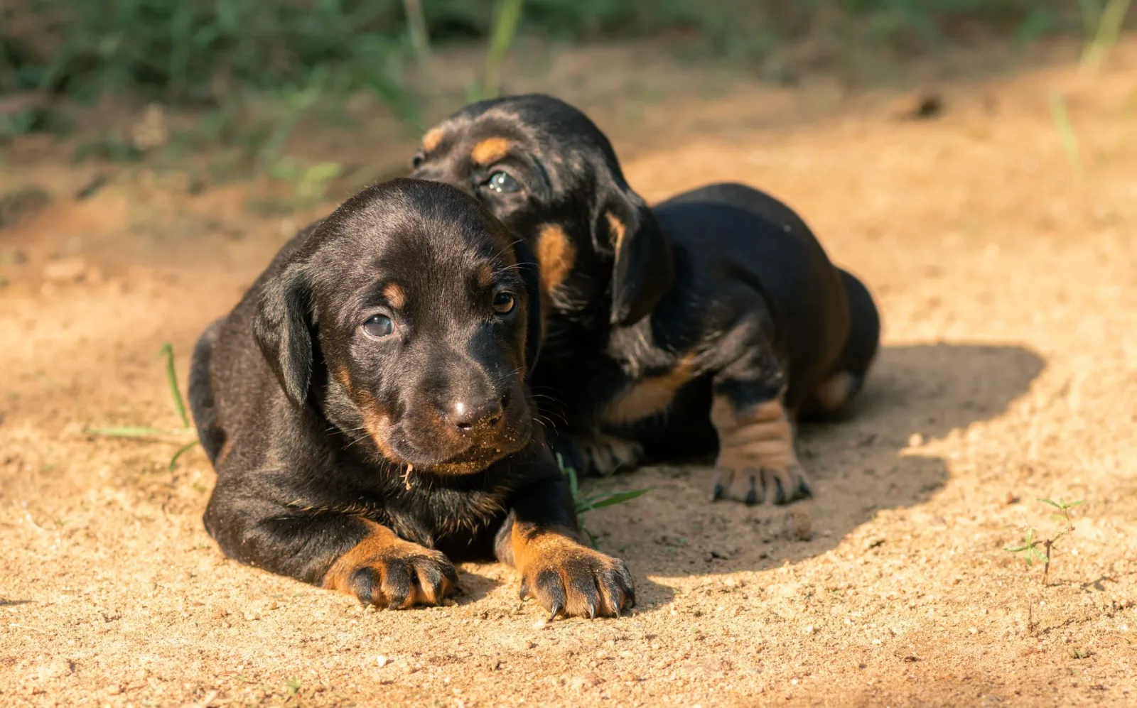 Dachshund