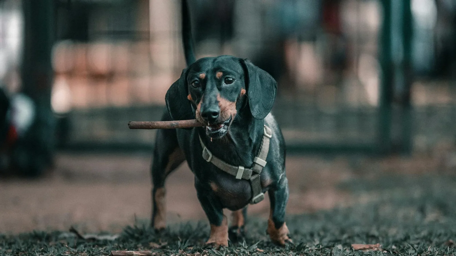 Dachshund 10