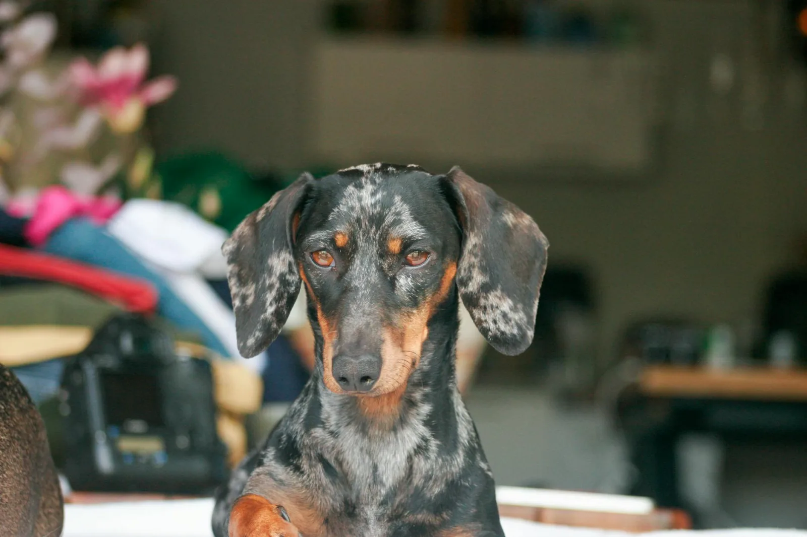 Dachshund 5