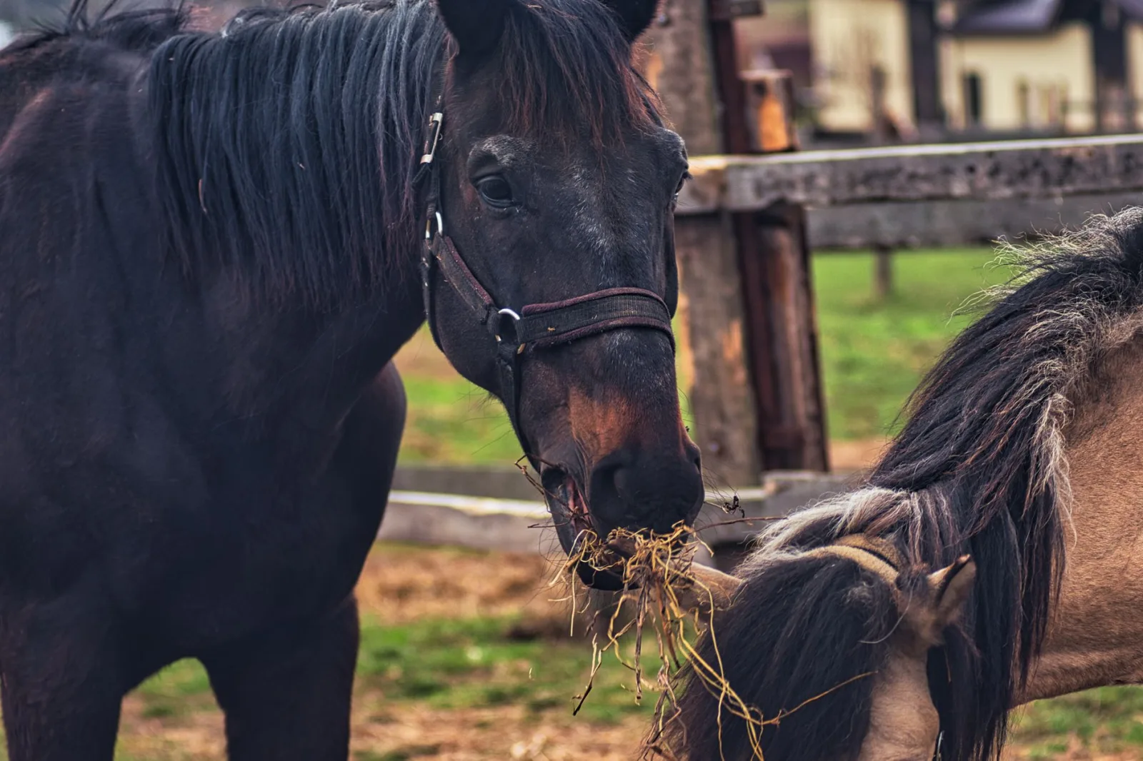 Feeding the Horse: Forage First