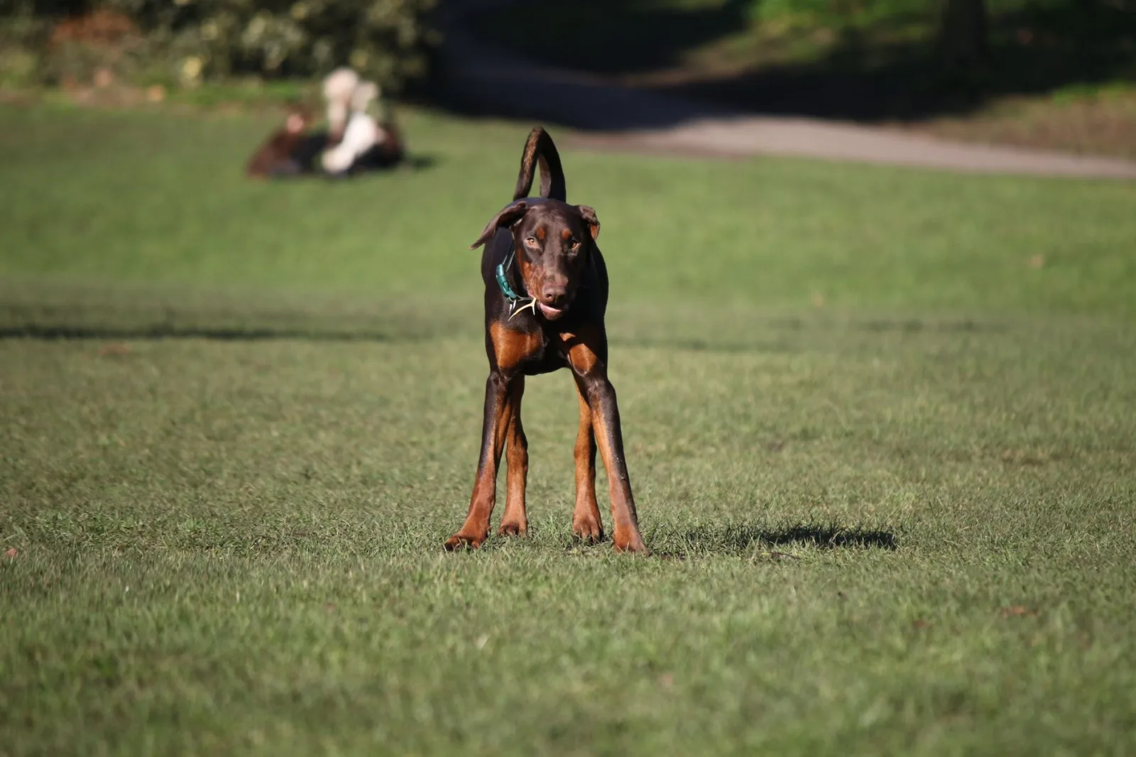 Doberman Pinscher 3