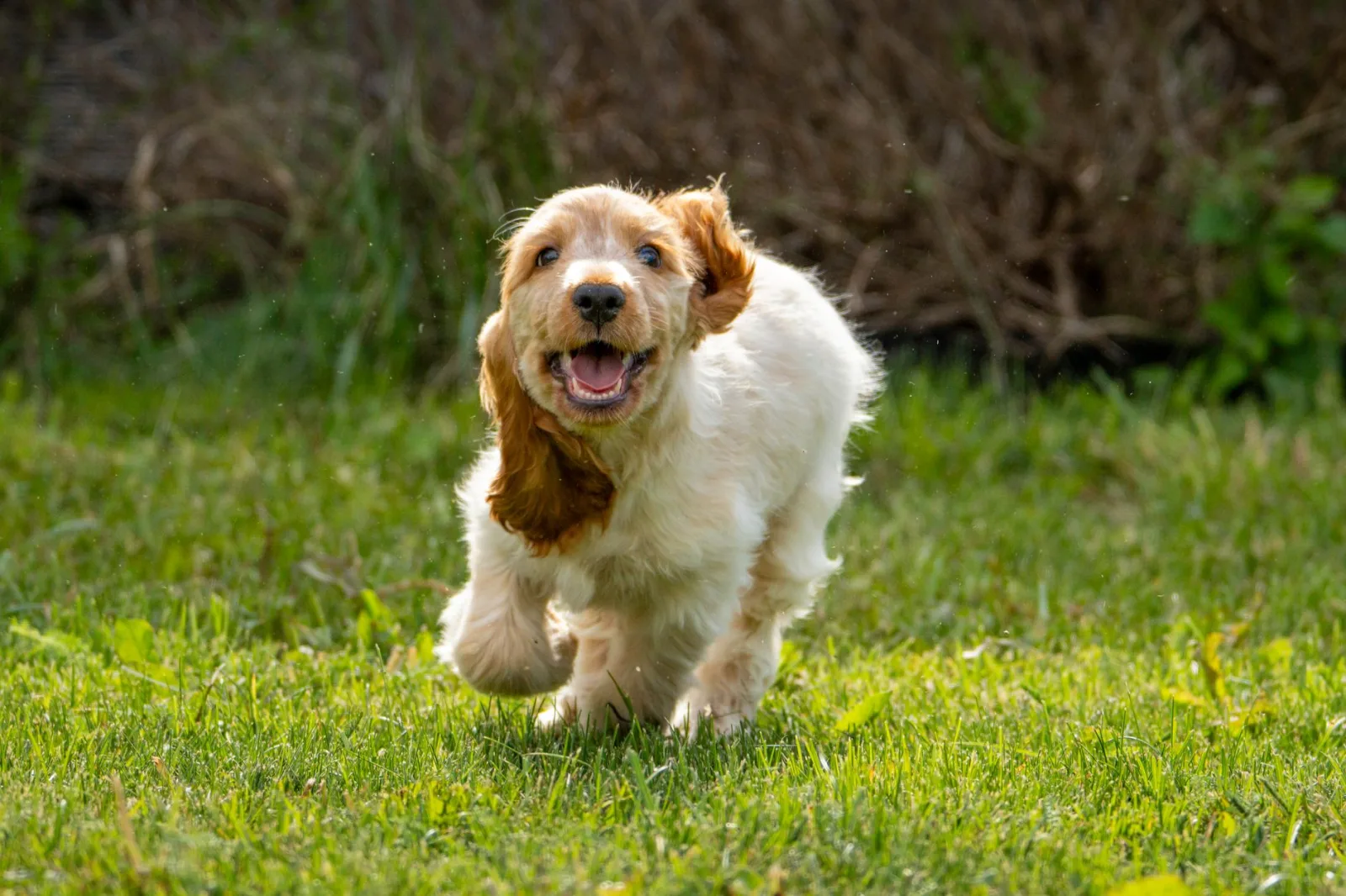 English Cocker Spaniel