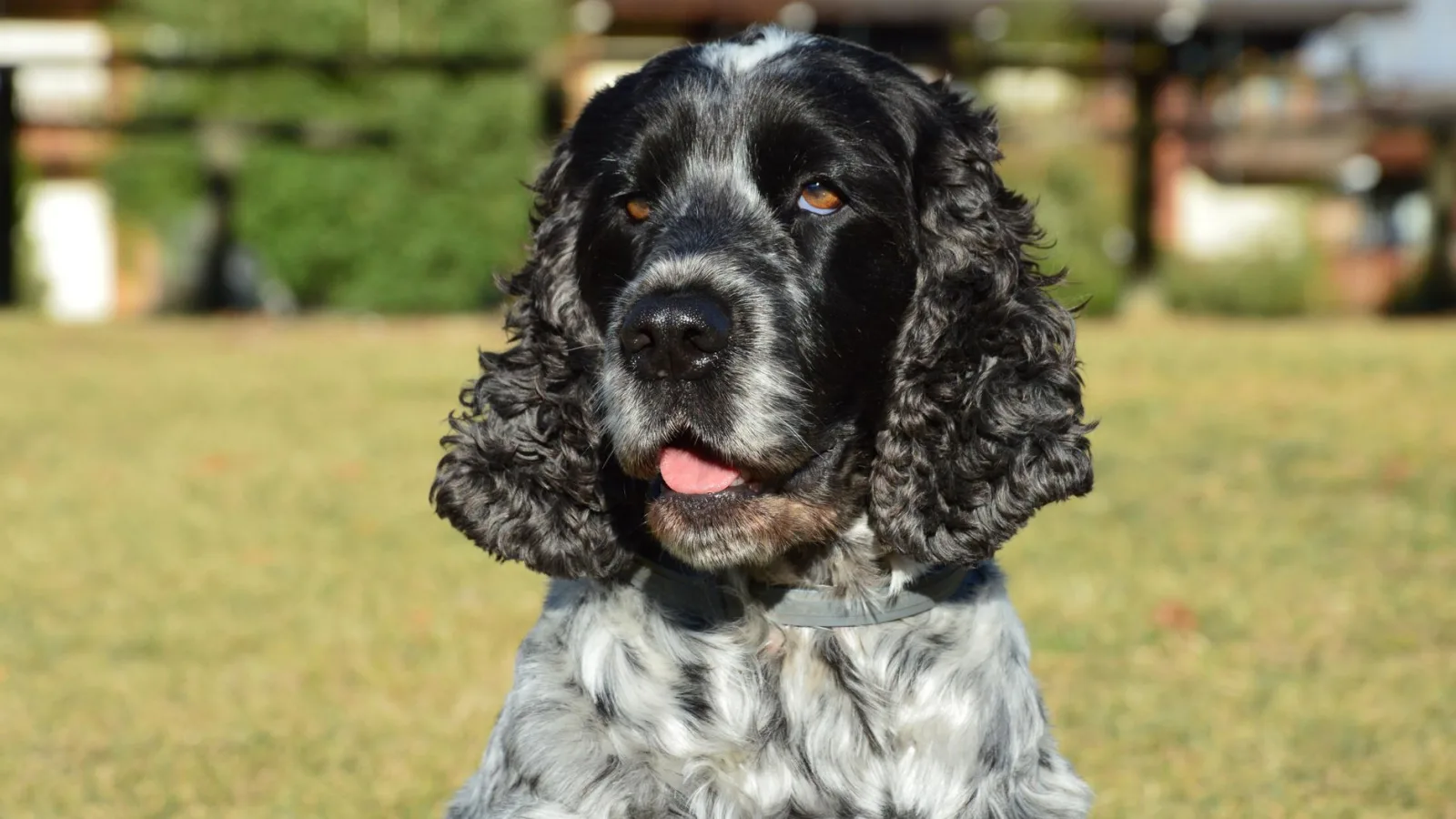 English Cocker Spaniel 2