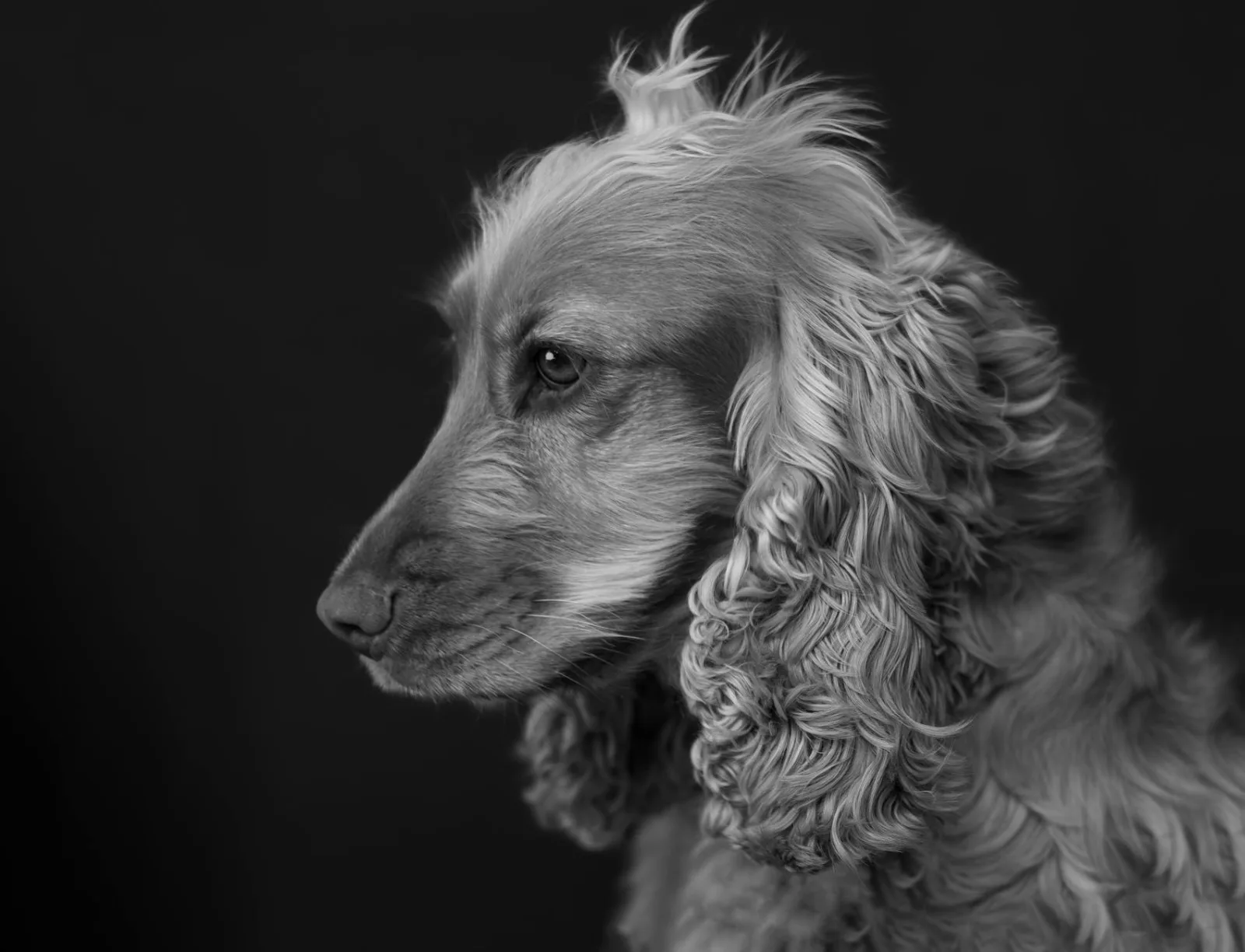 English Cocker Spaniel 5
