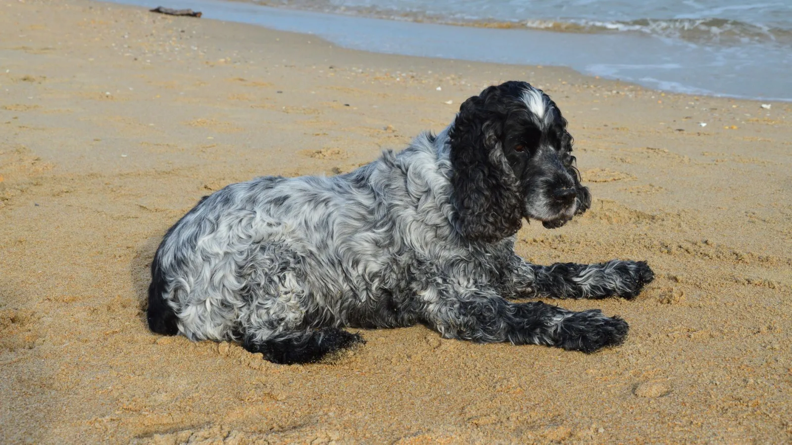 English Cocker Spaniel 8