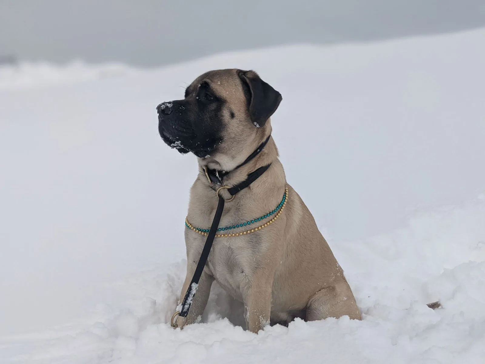 English Mastiff