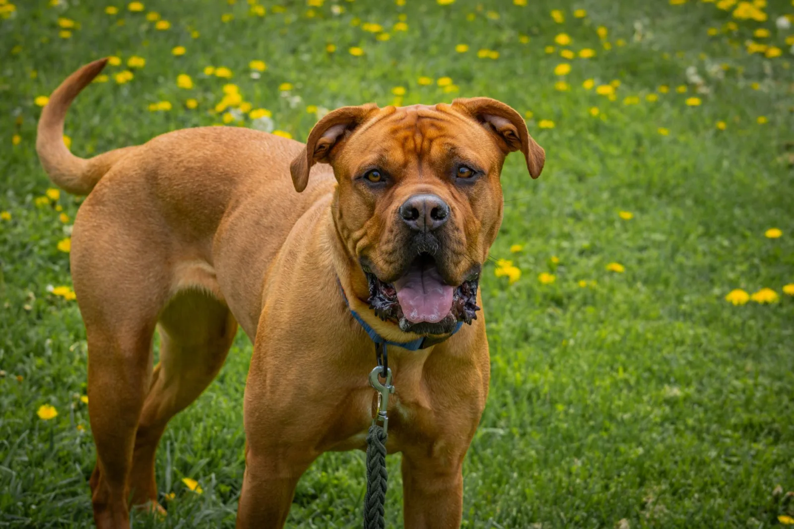 English Mastiff 3