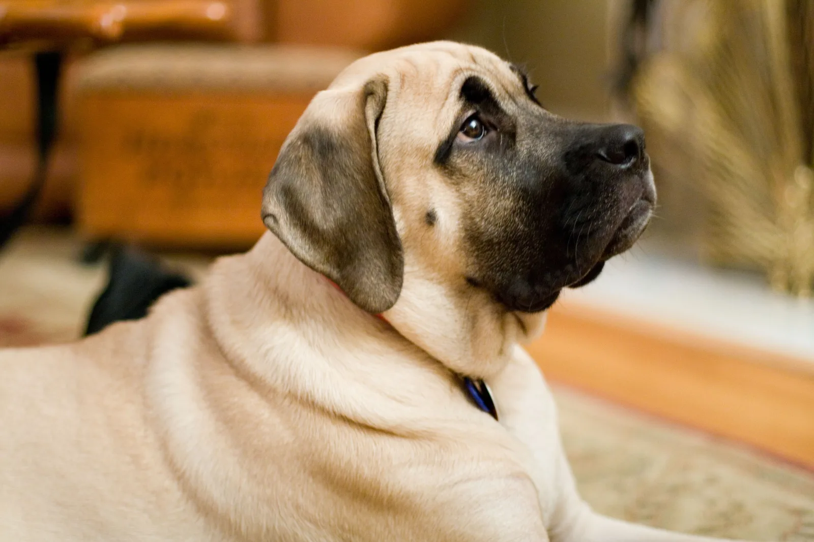 English Mastiff 8