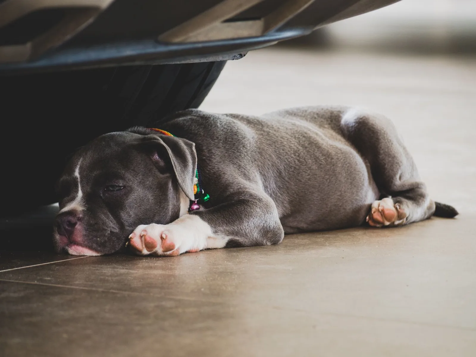 American Bully 1