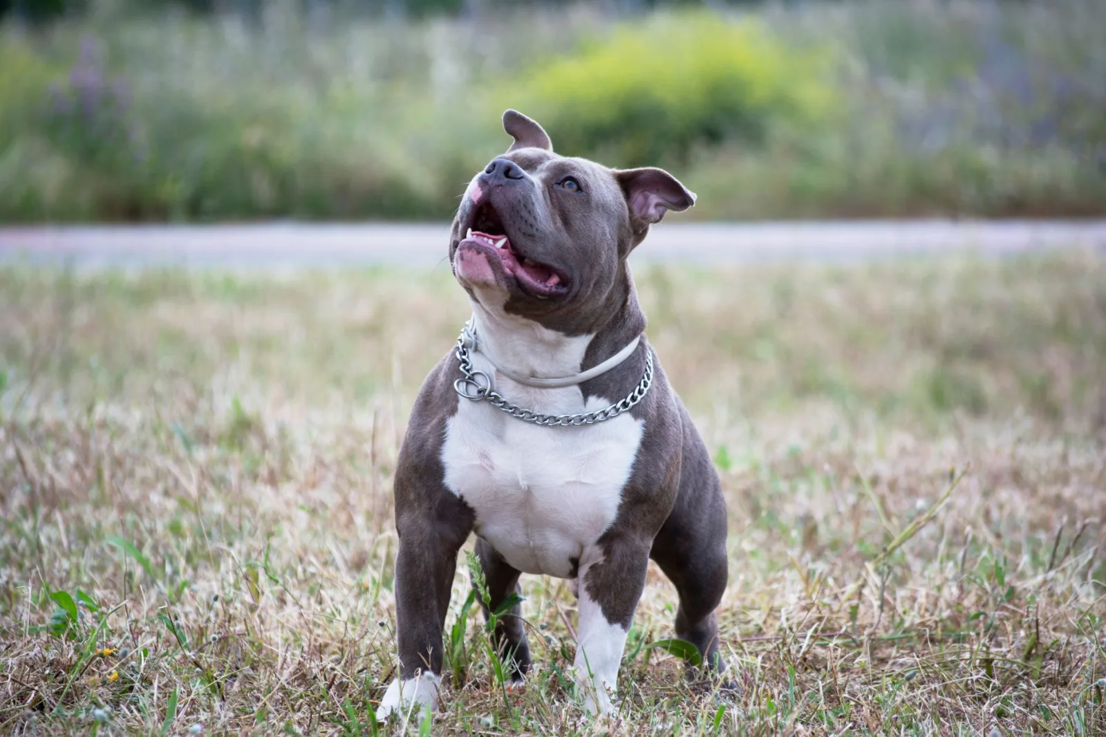American Bully 8