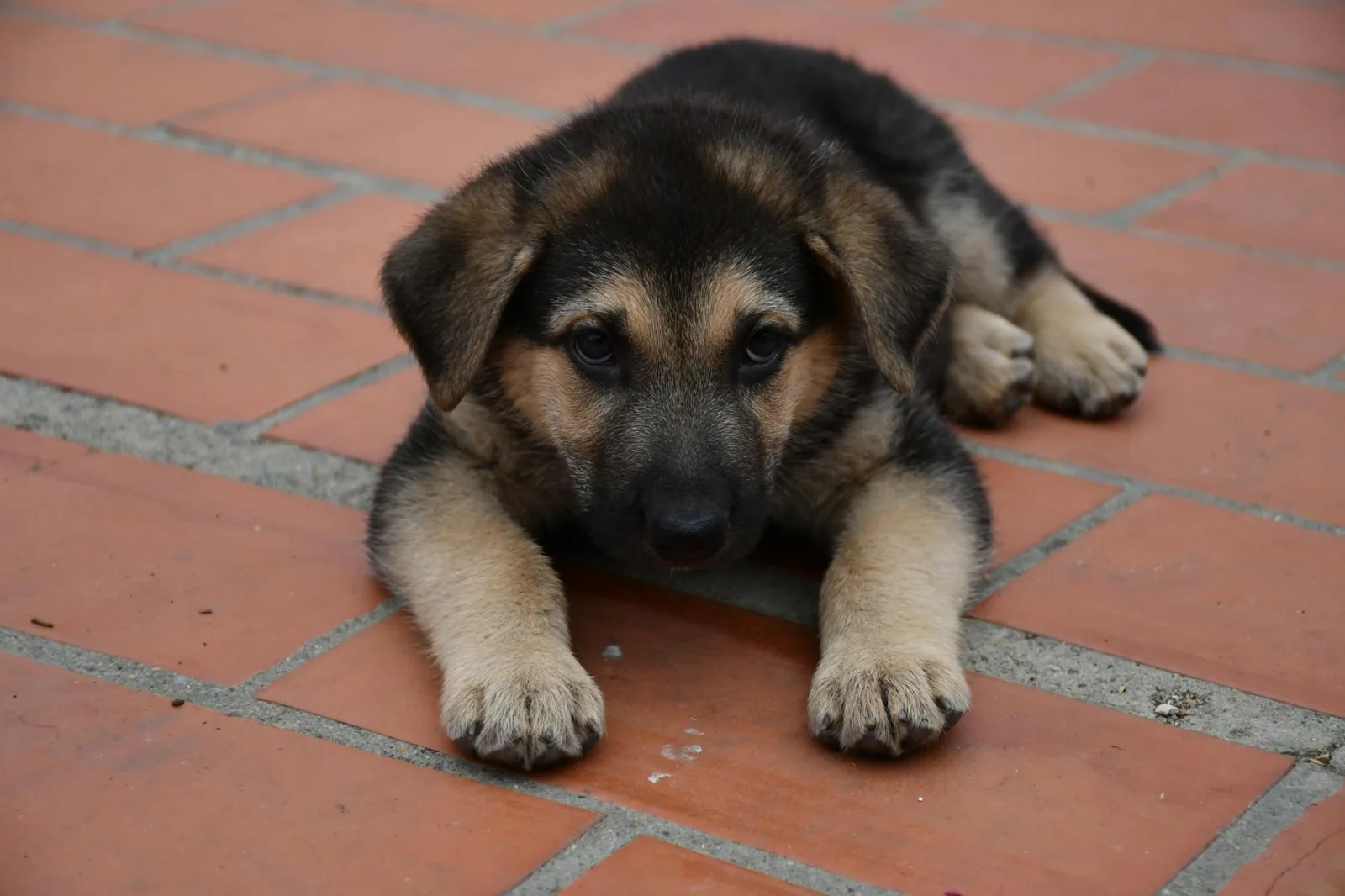 German Shepherd