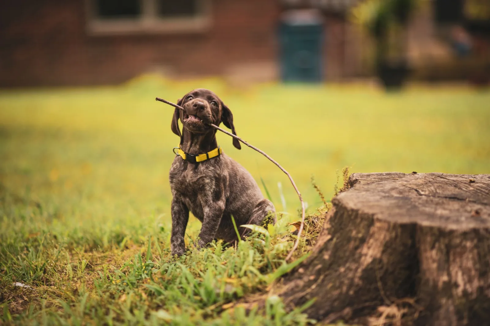 German Shorthaired Pointer