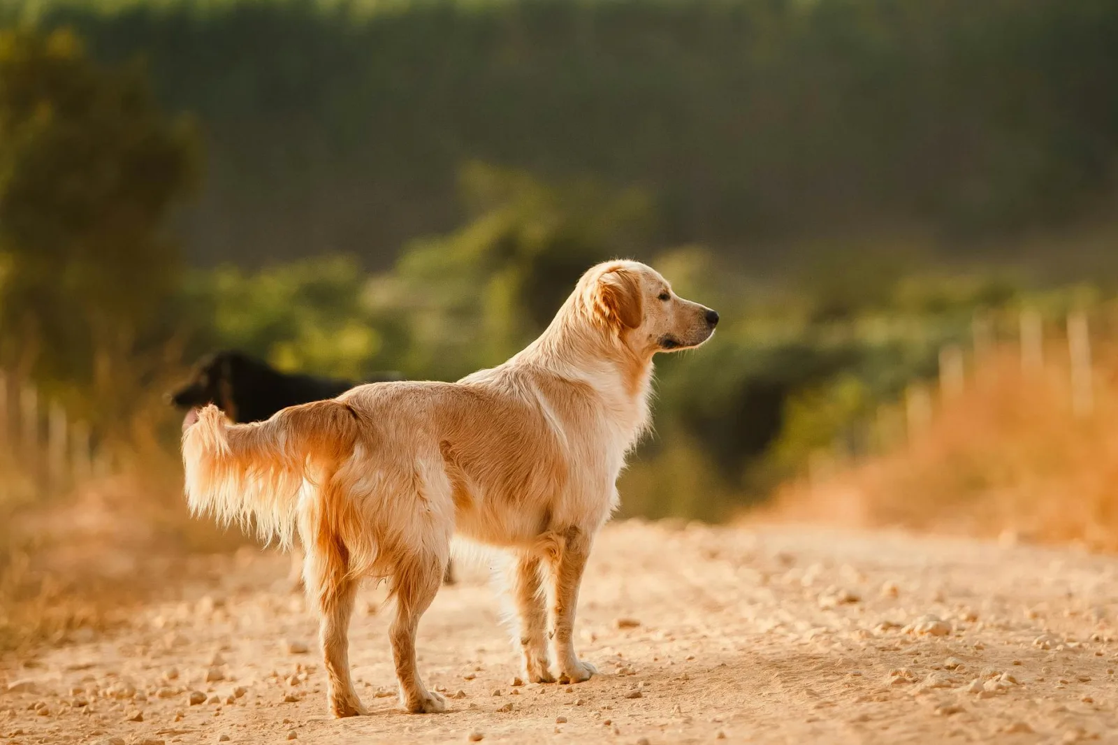 Golden Retriever 3