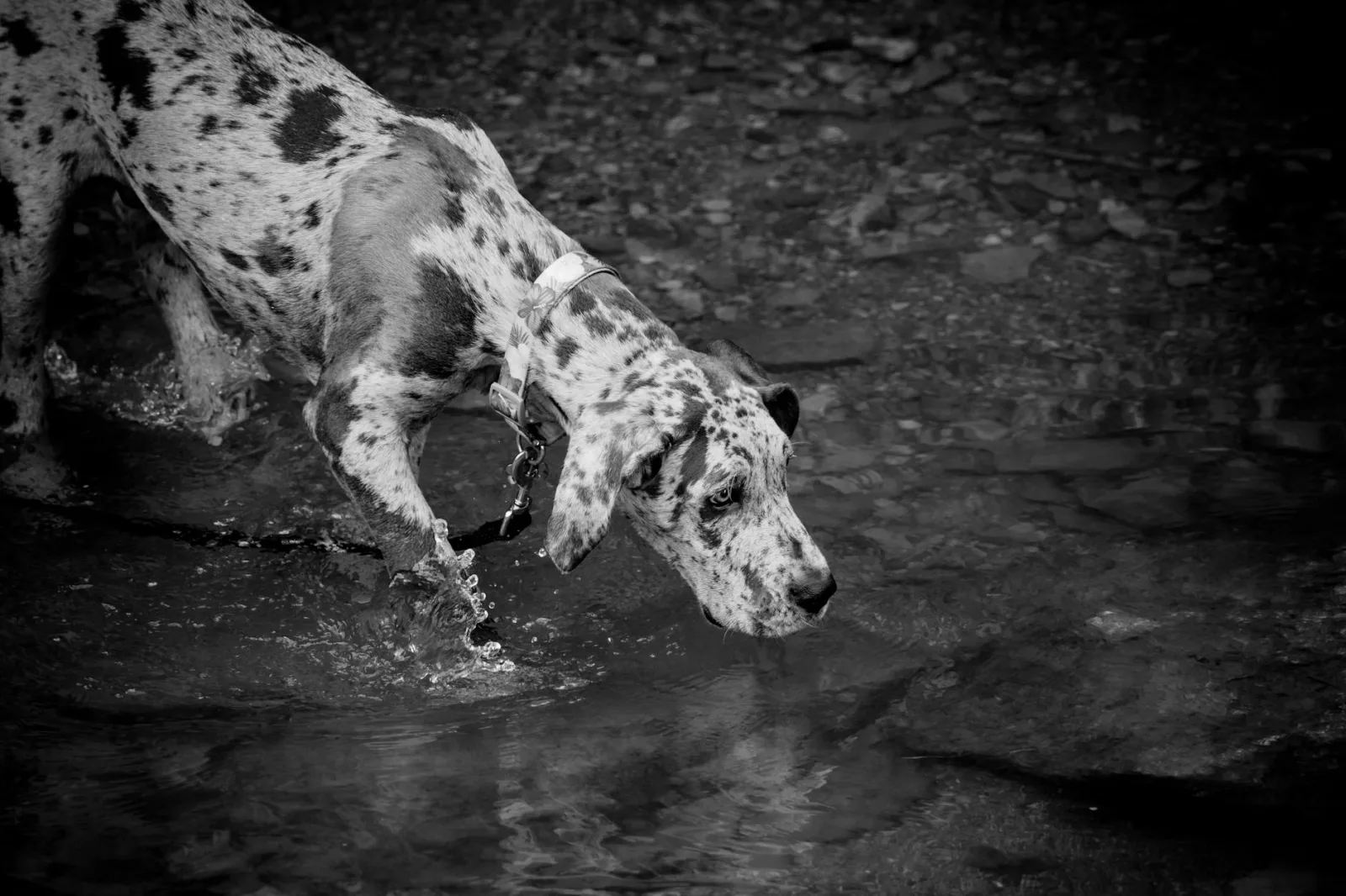 Great Dane