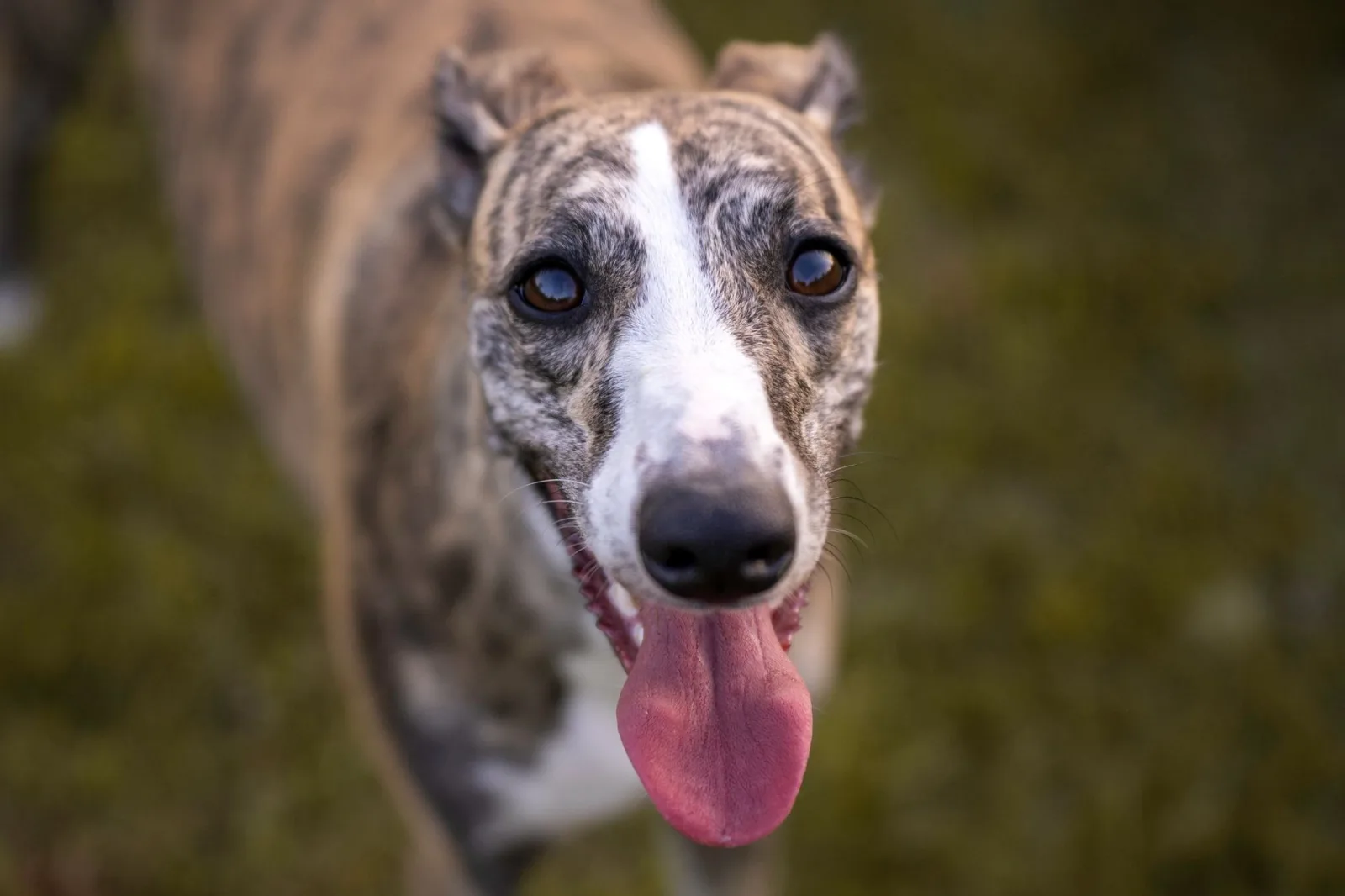 Greyhound 10