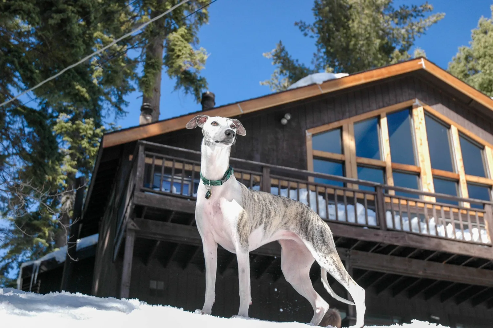 Greyhound 3