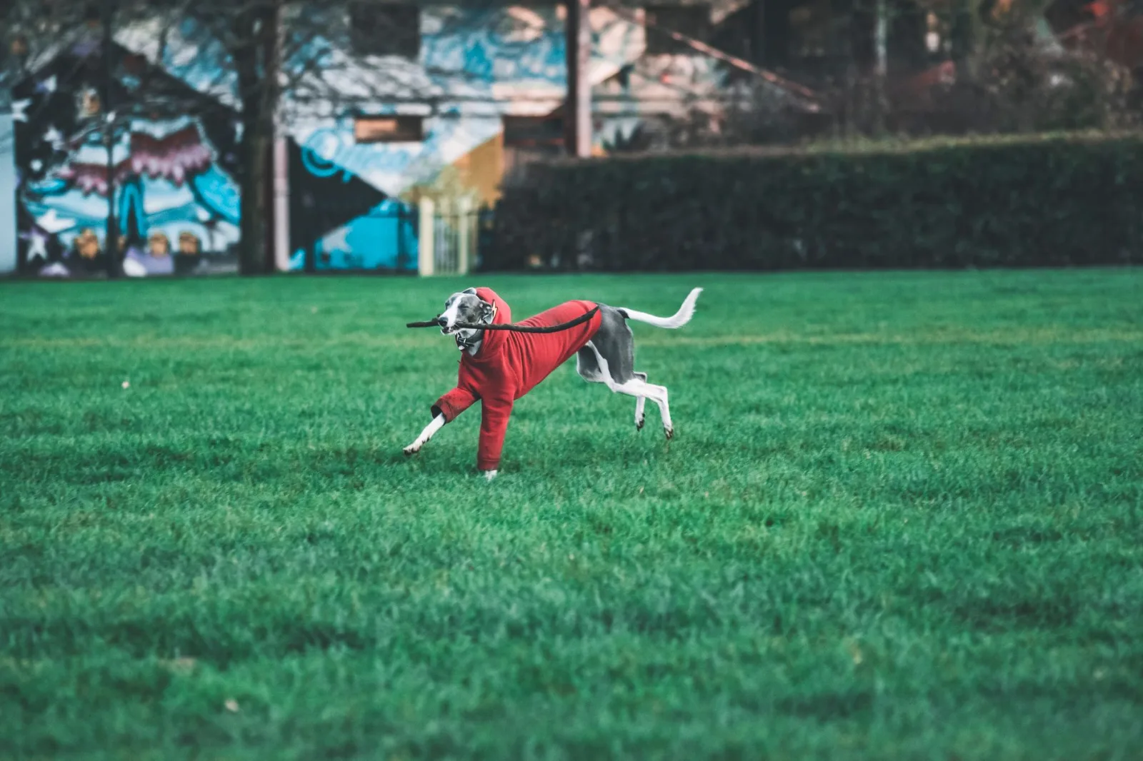 Greyhound 4