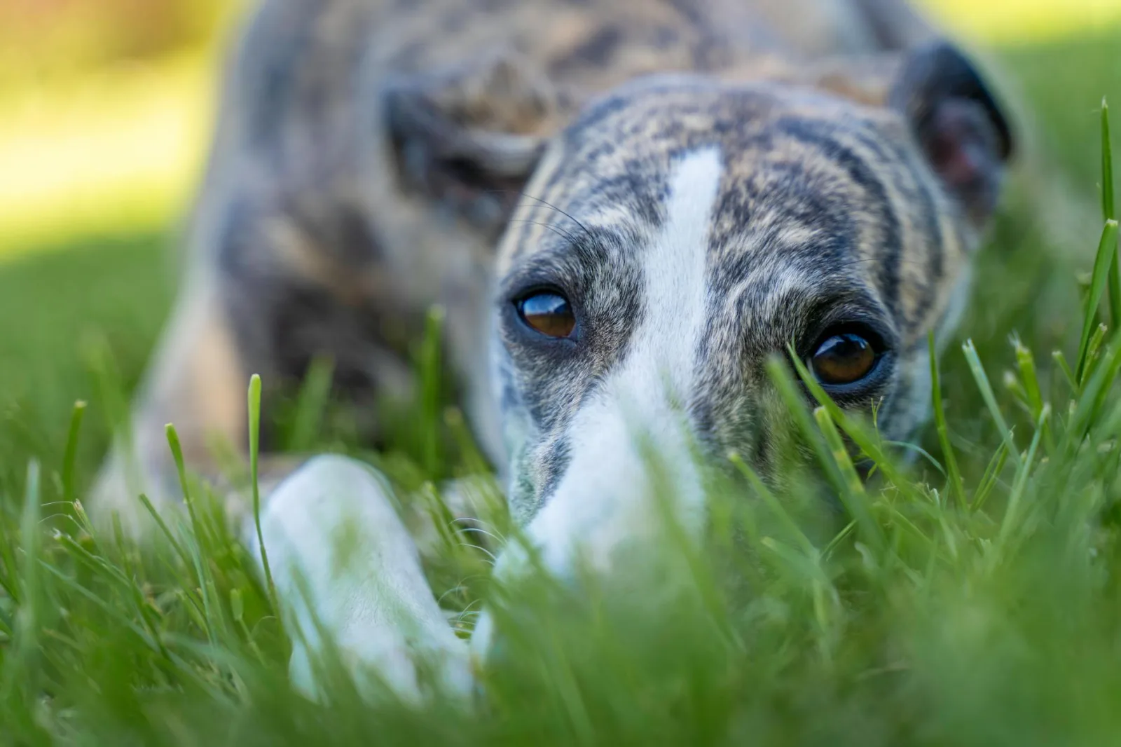 Greyhound 6