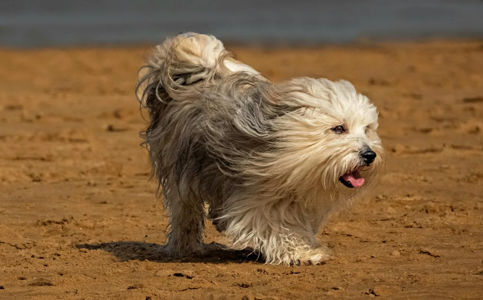 Havanese 8