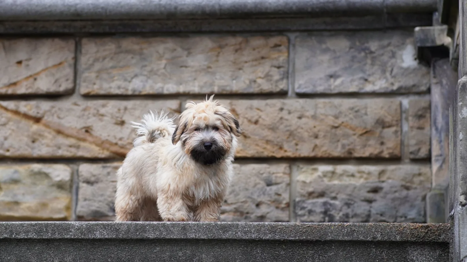 Havanese