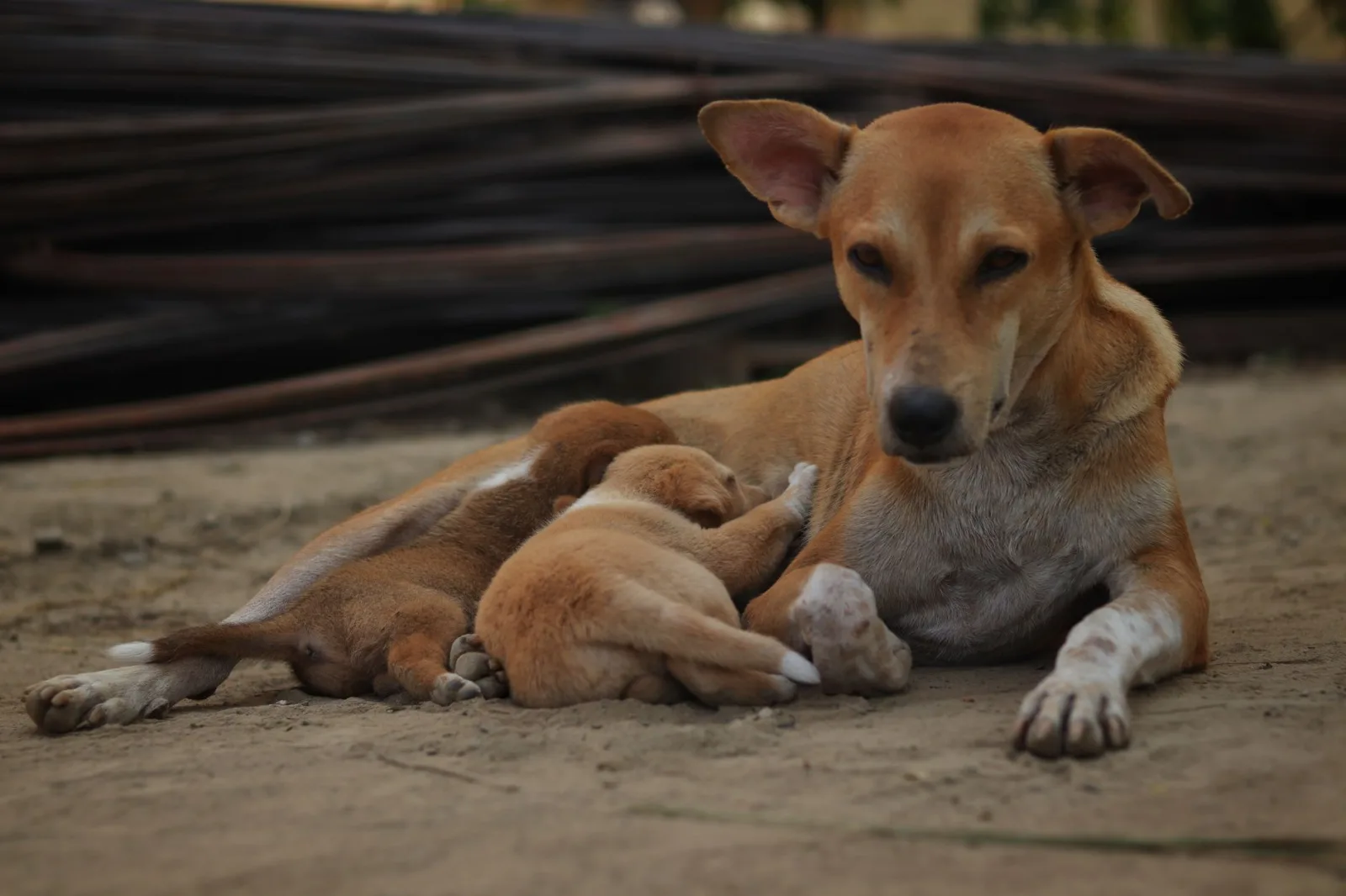 Indian Pariah Dog