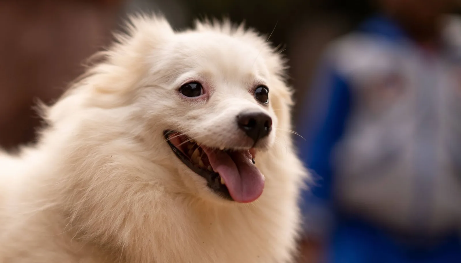 Indian Spitz