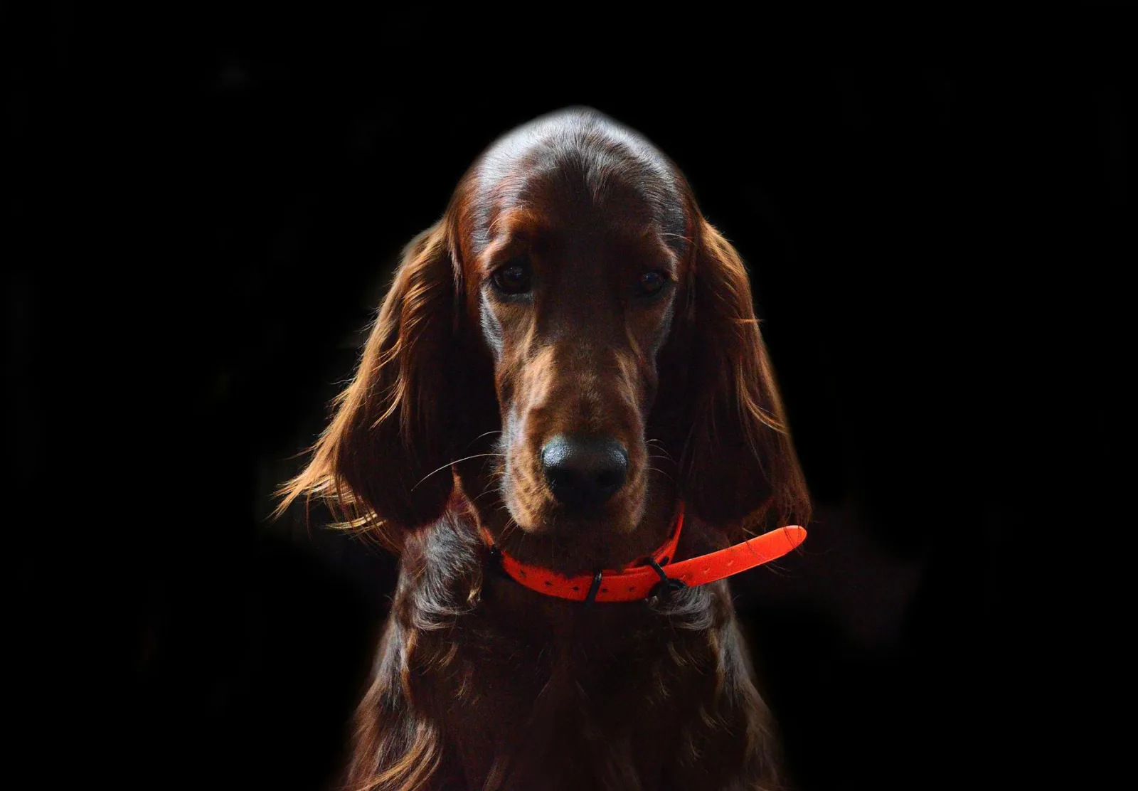 Irish Setter 7