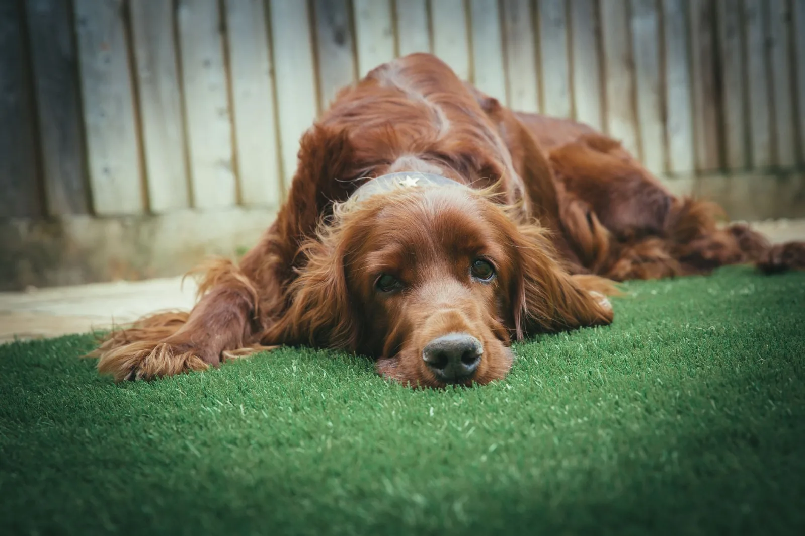 Irish Setter 9
