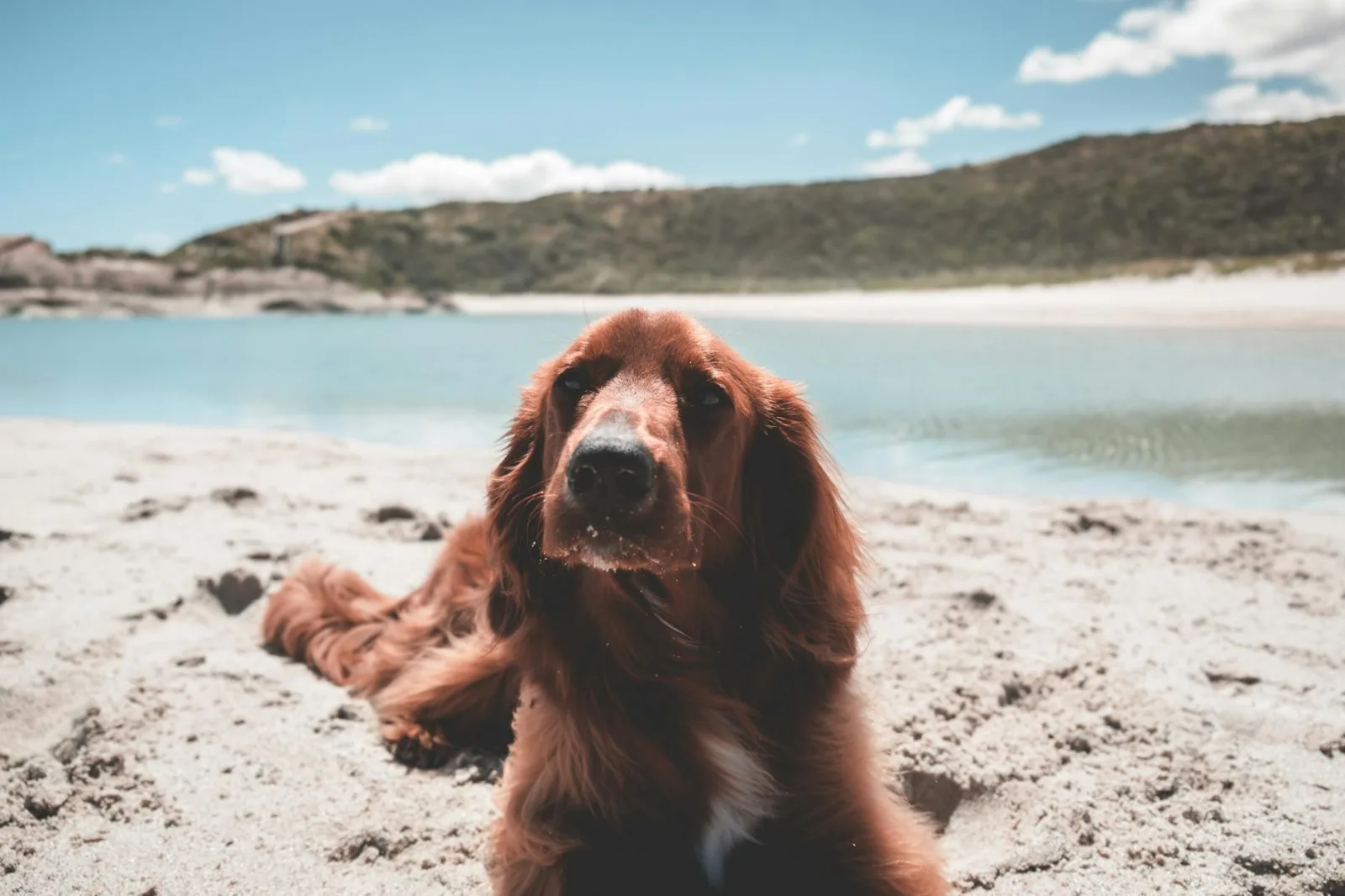 Irish Setter