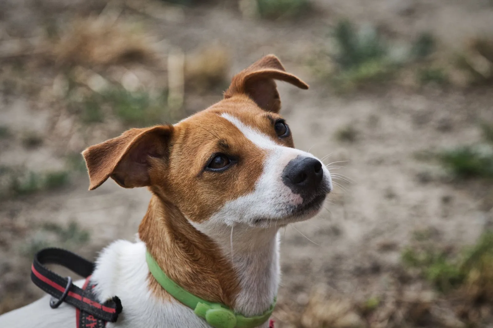 Jack Russell Terrier 7