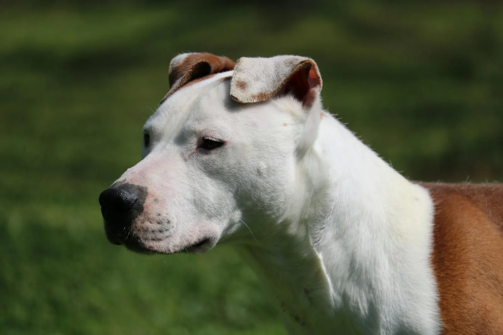 American Pit Bull Terrier 1