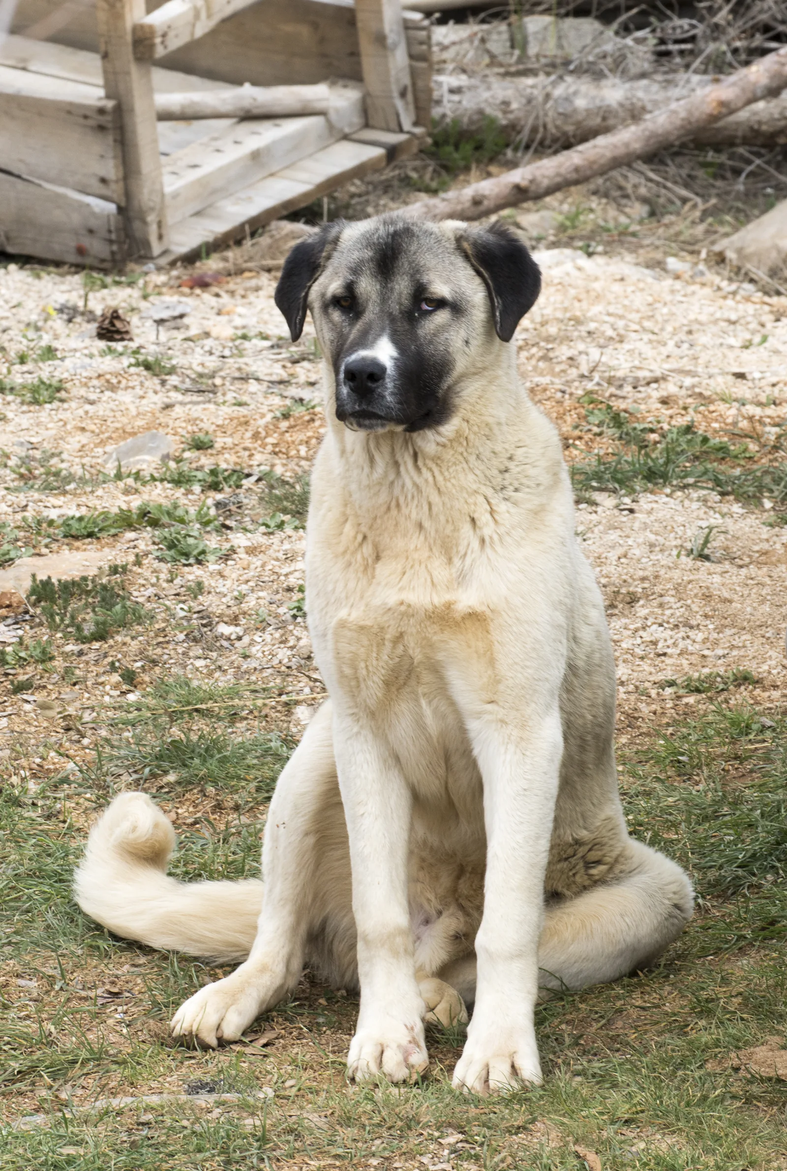 Kangal Shepherd Dog 4