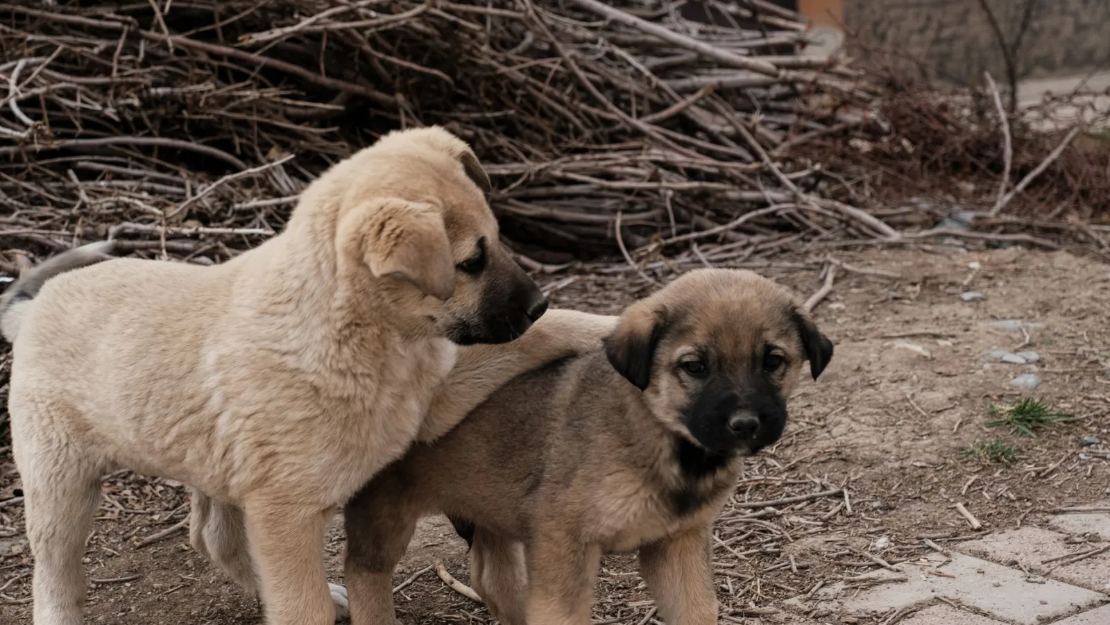 Kangal Shepherd Dog