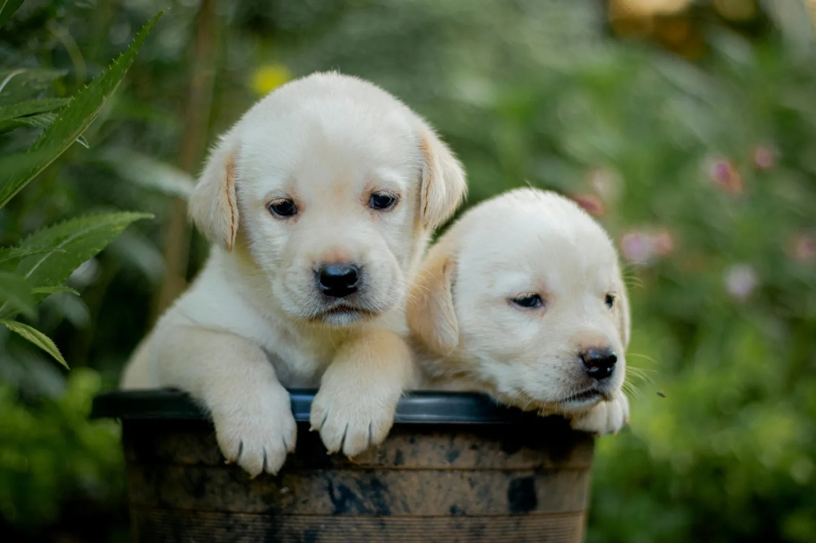 Labrador Retriever