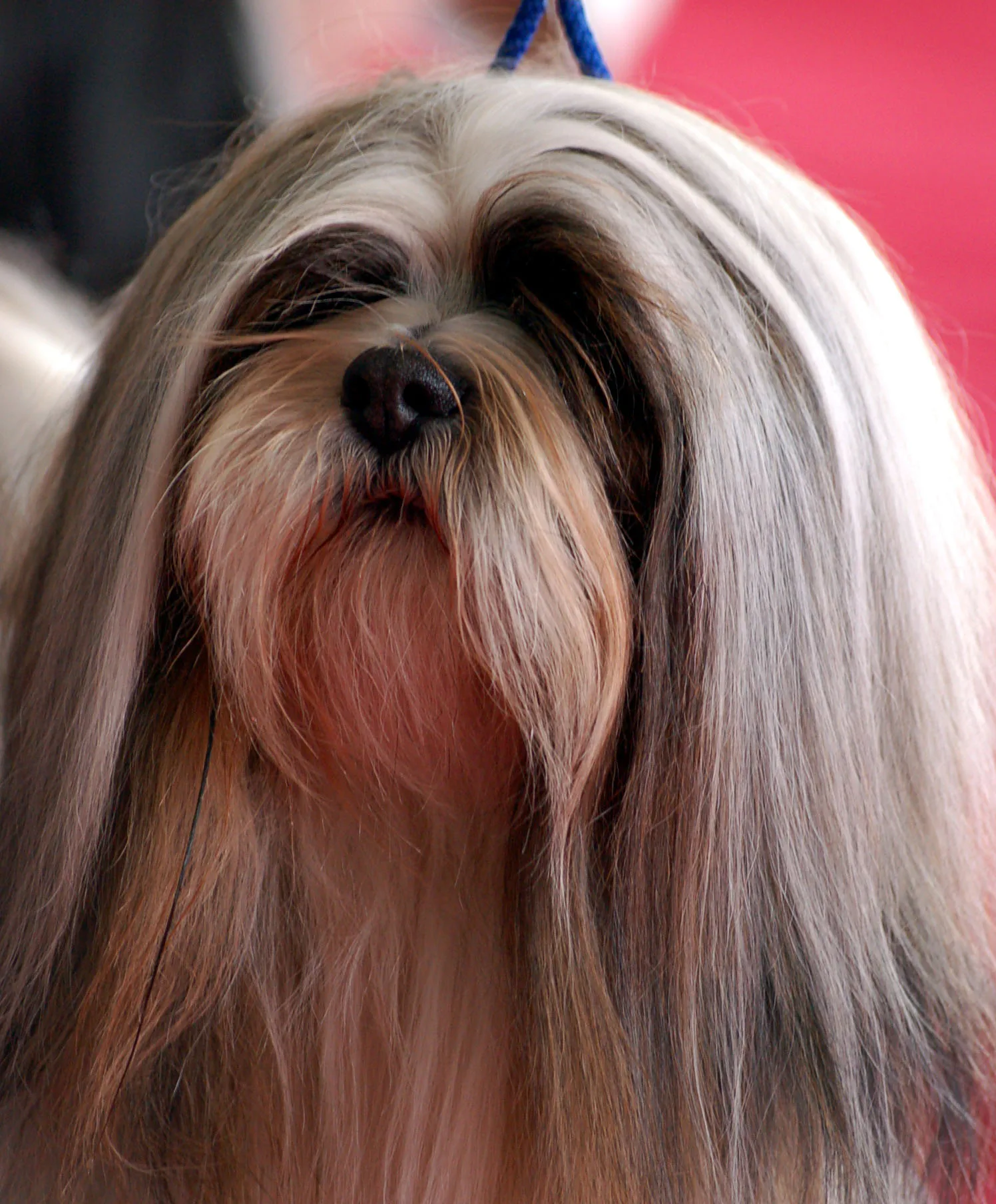 Lhasa Apso 6
