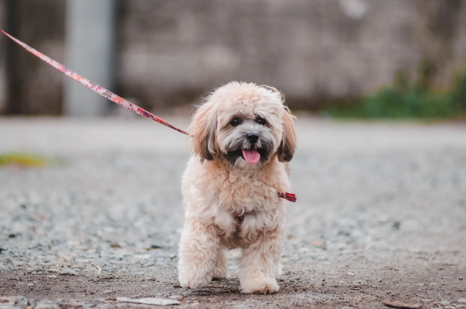 Lhasa Apso