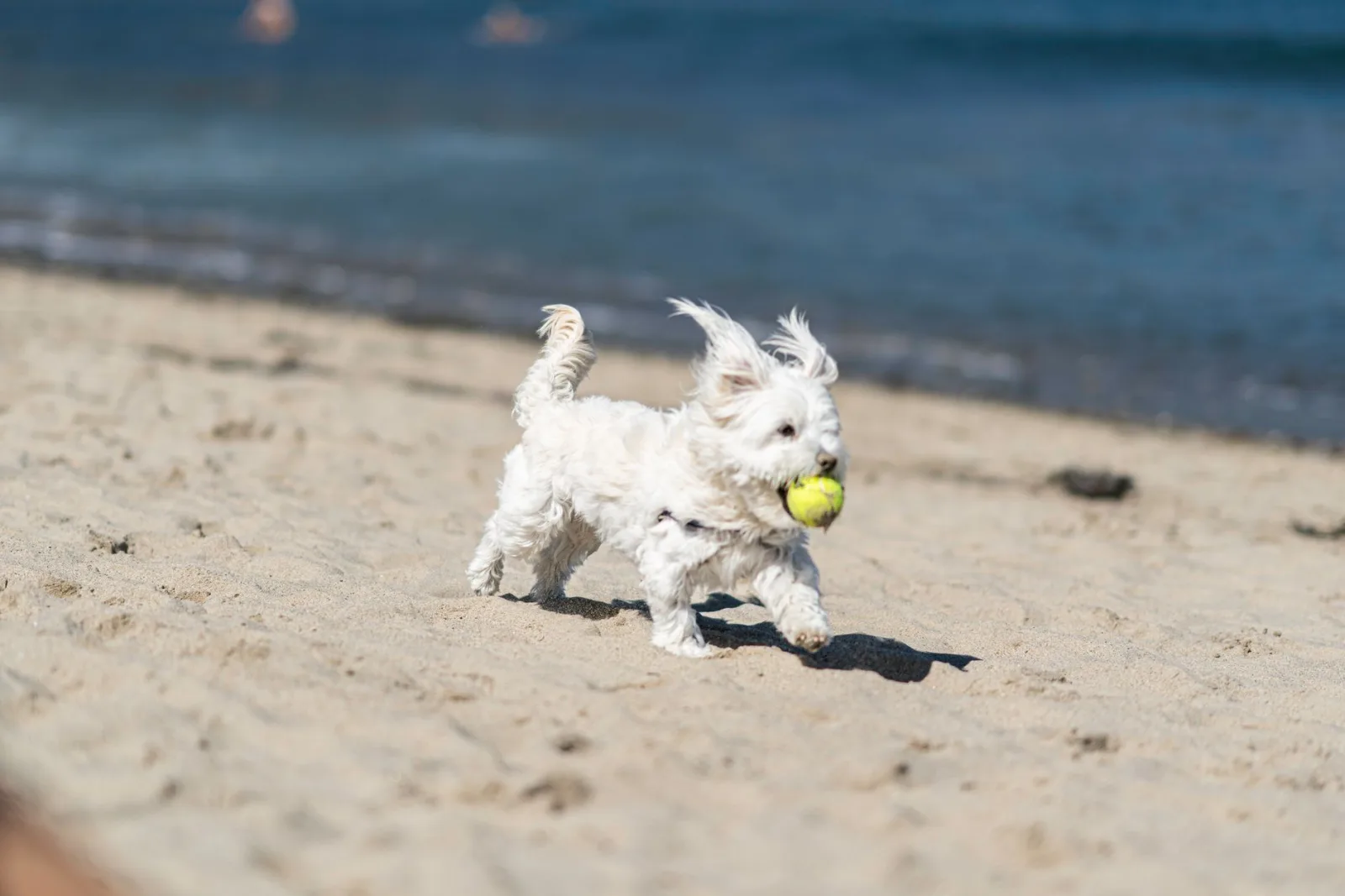 Maltese 4