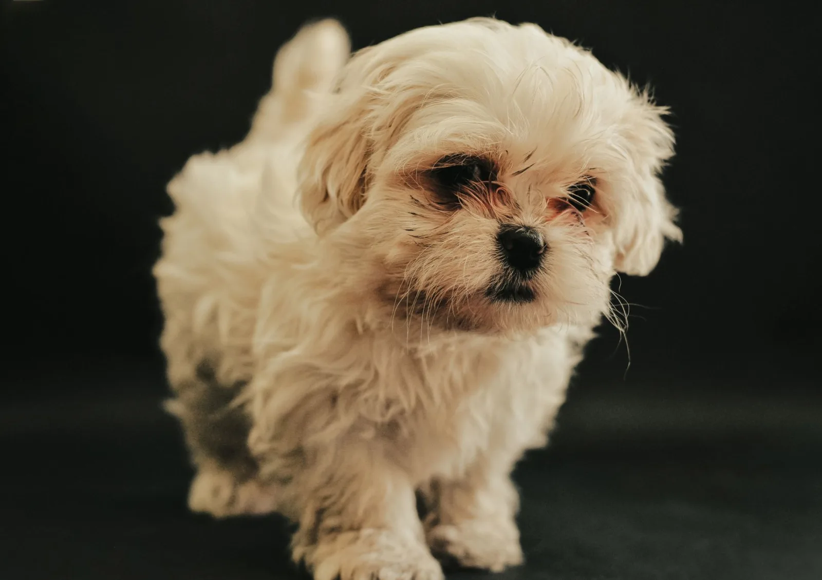 Maltese